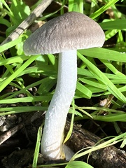 Coprinopsis uliginicola