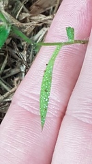Brachiaria umbellata