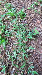 Brachiaria umbellata