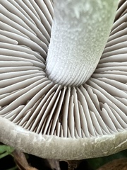 Coprinopsis uliginicola
