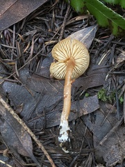 Rhodophana nitellina