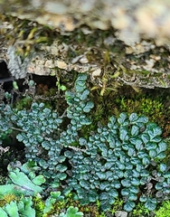 Myriopteris clevelandii