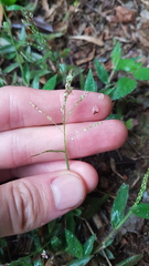 Brachiaria umbellata