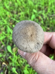 Coprinopsis uliginicola