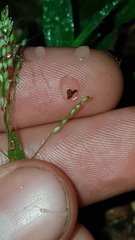 Brachiaria umbellata