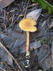 Rhodophana nitellina