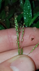Brachiaria umbellata