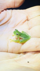 Espadarana prosoblepon