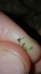 Brachiaria umbellata