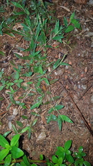 Brachiaria umbellata