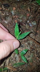 Brachiaria umbellata