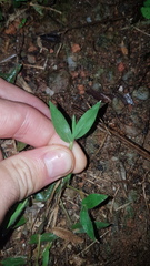 Brachiaria umbellata