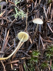 Mycena aurantiomarginata