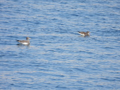 Ichthyaetus hemprichii