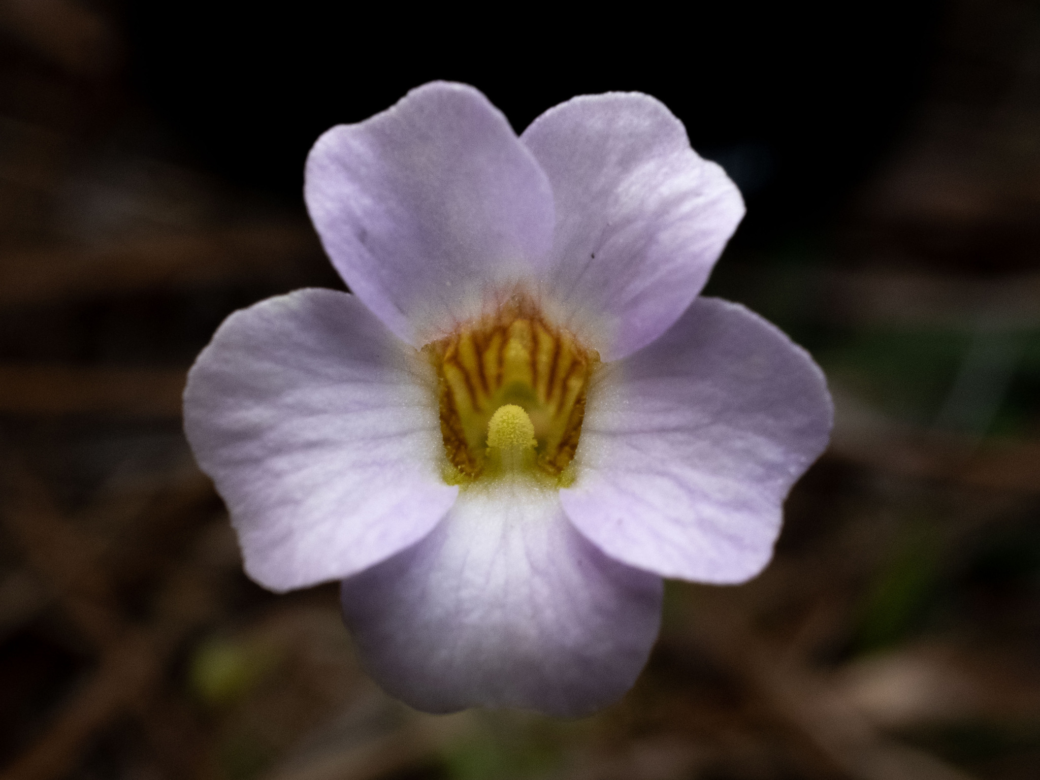 Pinguicula pumila