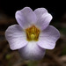 Small Butterwort - Photo (c) Alex Abair, some rights reserved (CC BY-NC), uploaded by Alex Abair