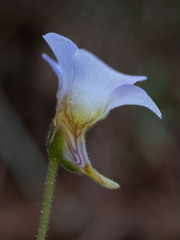 Pinguicula pumila