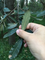 Quercus castanea
