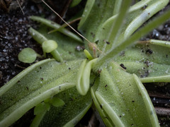 Pinguicula pumila
