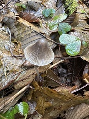 Mycena robusta
