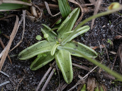 Pinguicula pumila