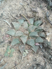 Haworthia mirabilis