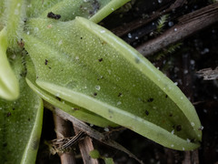 Pinguicula pumila