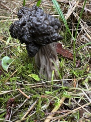 Helvella vespertina