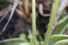 Pinguicula pumila