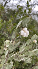 Arctostaphylos silvicola