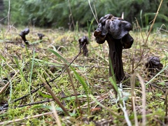 Helvella vespertina