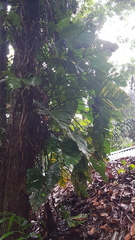 Philodendron ornatum