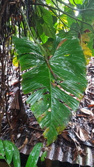 Philodendron ornatum