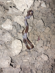 Atractus trilineatus