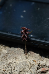 Genoplesium nudiscapum