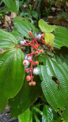 Miconia ceramicarpa