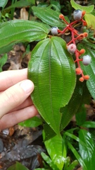 Miconia ceramicarpa