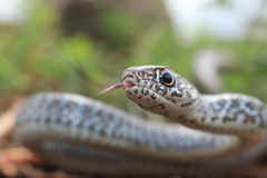 Masticophis mentovarius