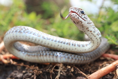 Masticophis mentovarius