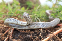 Masticophis mentovarius