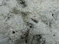 Zeacumantus lutulentus