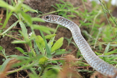 Masticophis mentovarius