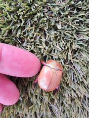 Anoplognathus olivieri