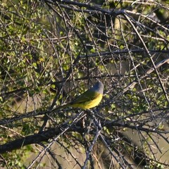 Telophorus sulfureopectus