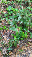 Miconia ceramicarpa
