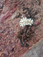 Crassula alpestris