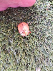 Anoplognathus olivieri