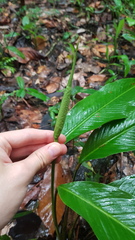 Spathiphyllum humboldtii