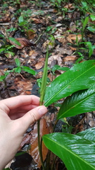 Spathiphyllum humboldtii