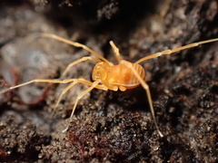 Megacina